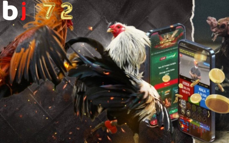 BLV đá gà lôi cuốn