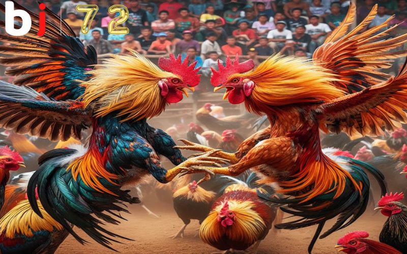 Đá gà siêu kinh điển