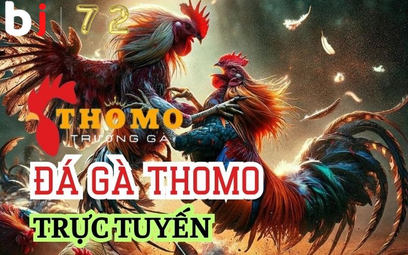 Đá gà Thomo