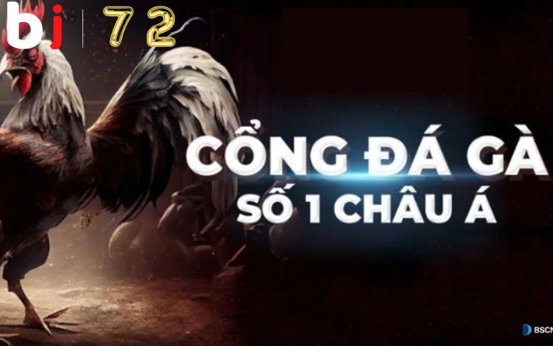 Tổng quan về Đá gà BJ 72