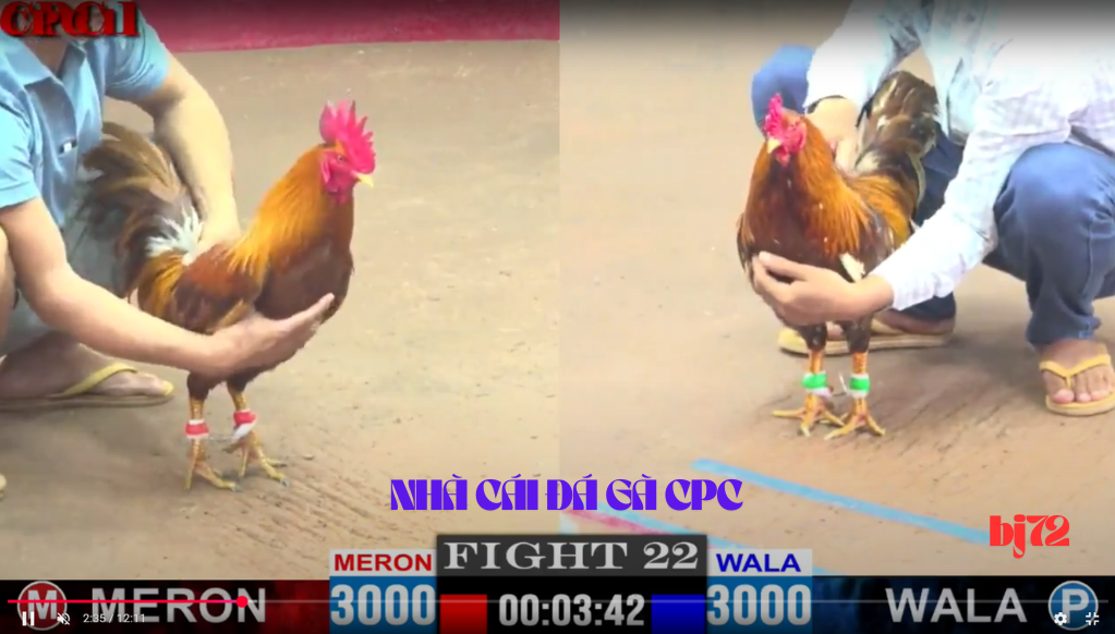 ĐÁ GÀ CỰA SẮT CAMPUCHIA NHÀ CÁI BJ72