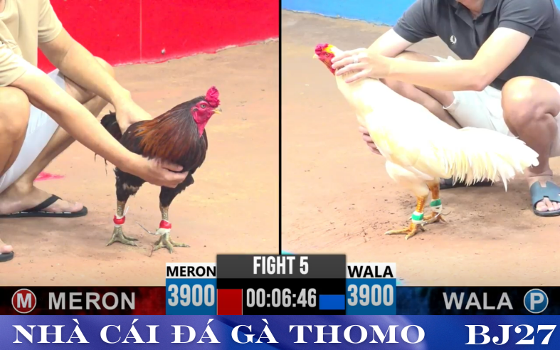 Cá Cược Hiệu Quả Trong Đá Gà Trực Tiếp Thomo BJ27