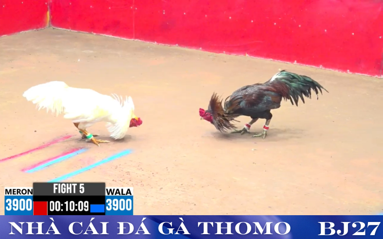 Hướng Dẫn Tham Gia Và Cá Cược Hiệu Quả Với Đá Gà Trực Tiếp Thomo BJ27