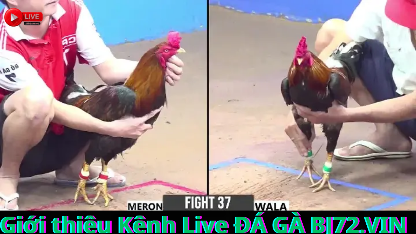 Kênh Live ĐÁ GÀ BJ72.VIN – Cầu nối giữa người hâm mộ và thế giới đá gà đỉnh cao