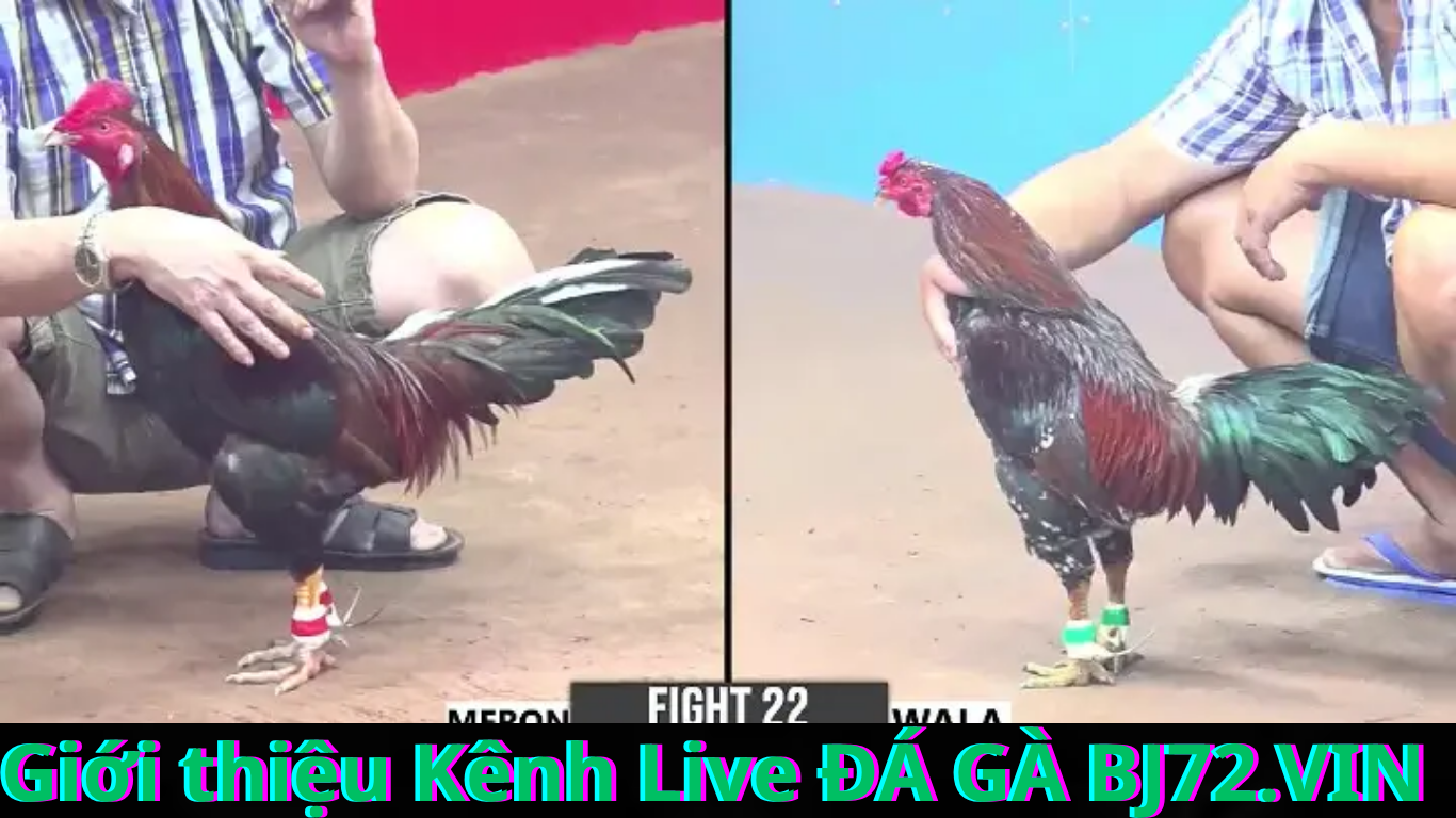 xem live trực tiếp đá gà thomo tại trang website BJ72.VIN