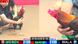 đá gà cpc1 trực tiếp nhàb cái bj72 bj27 top 1 việt nam