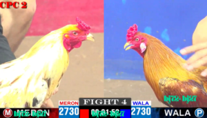 Hướng dẫn cách lựa chọn và sử dụng cựa sắt Thomo CPC2