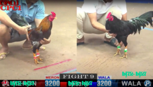 bj72 trang chủ nhà cái đá gà thomo trực tiêp