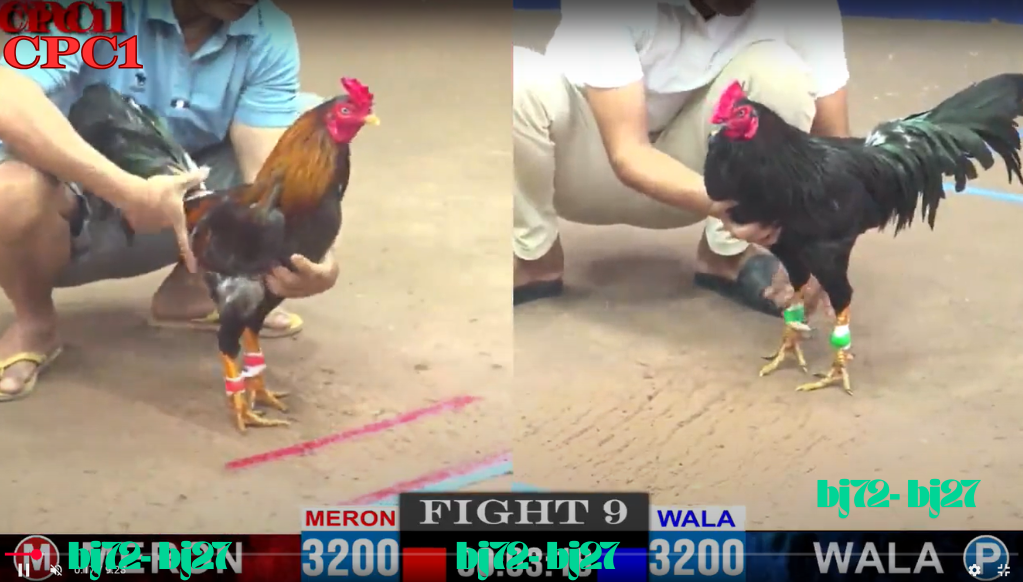 bj72 trang chủ nhà cái đá gà thomo trực tiêp