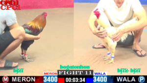 BJ72 Trang chủ trực tiếp đá gà Bồ GÀ C1