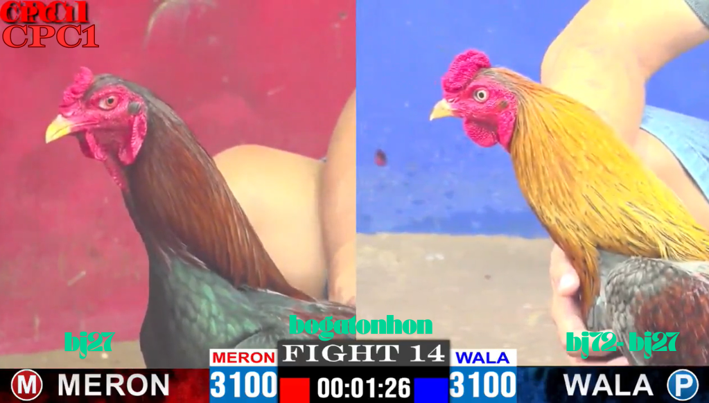 bj72 , trang chủ đá gà thomo cpc1 trực tiếp