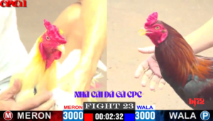 Trang Website BJ72 ĐÁ GÀ CỰA SẮT