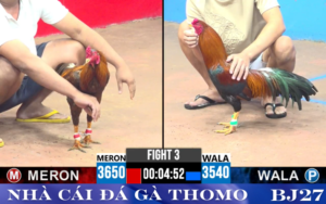 Đá Gà Trực Tiếp Hôm Nay BJ27 bj72 bj38
