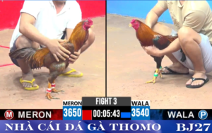 Khám Phá Đá Gà Trực Tiếp Thomo - Trải Nghiệm Đỉnh Cao Với BJ27