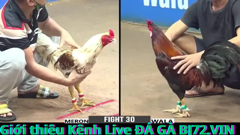 Khám phá sức hút của Kênh Live ĐÁ GÀ BJ72.VIN