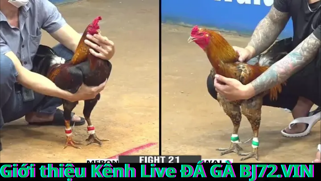 Ưu điểm của Kênh Live ĐÁ GÀ BJ72.VIN Tại Nhà Cái BJ72.VIN